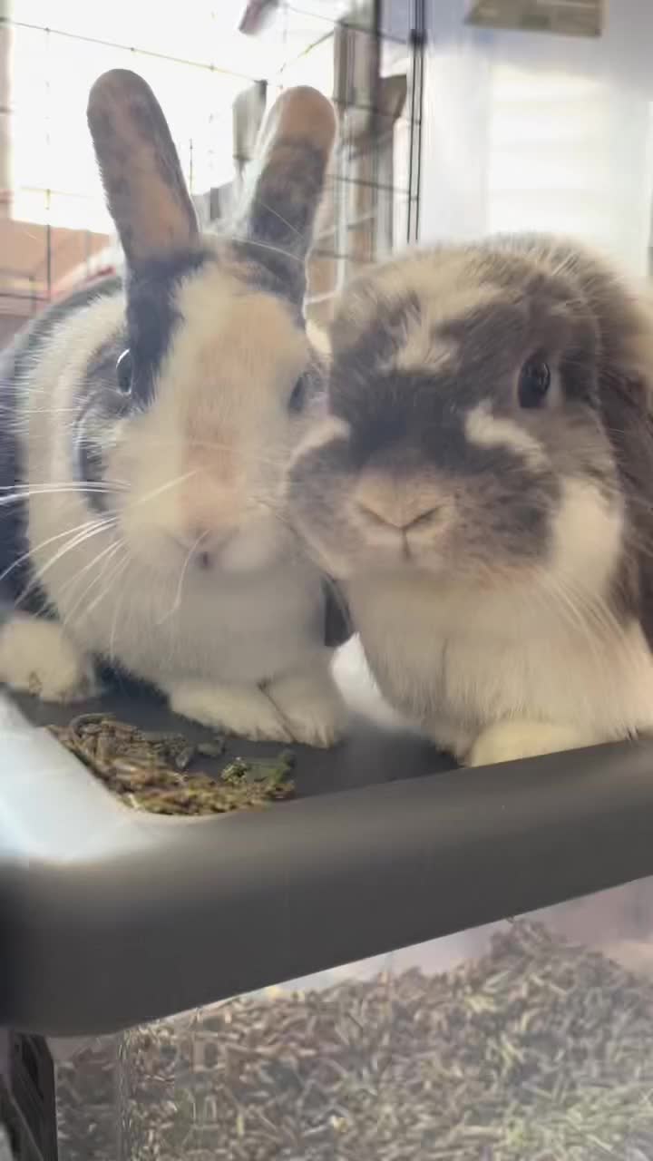 @BunBun and BaeBae