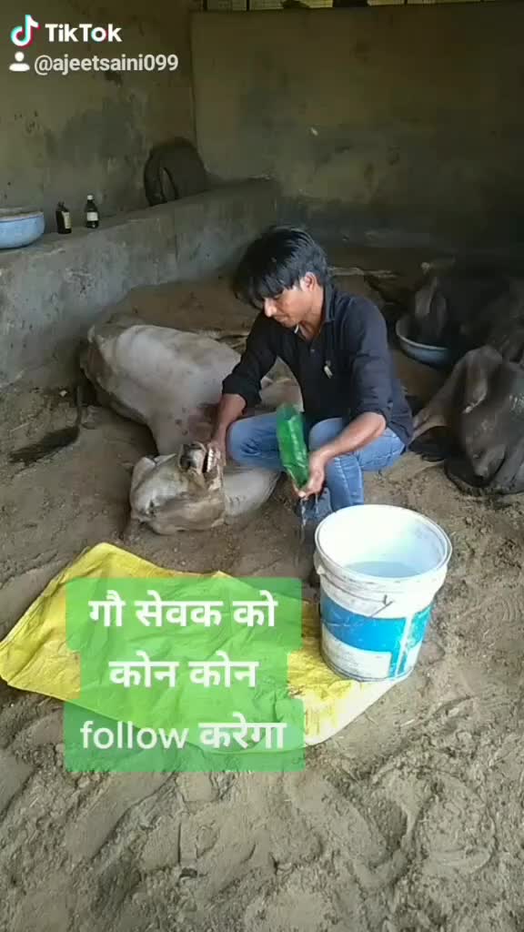 @sainiajeet390