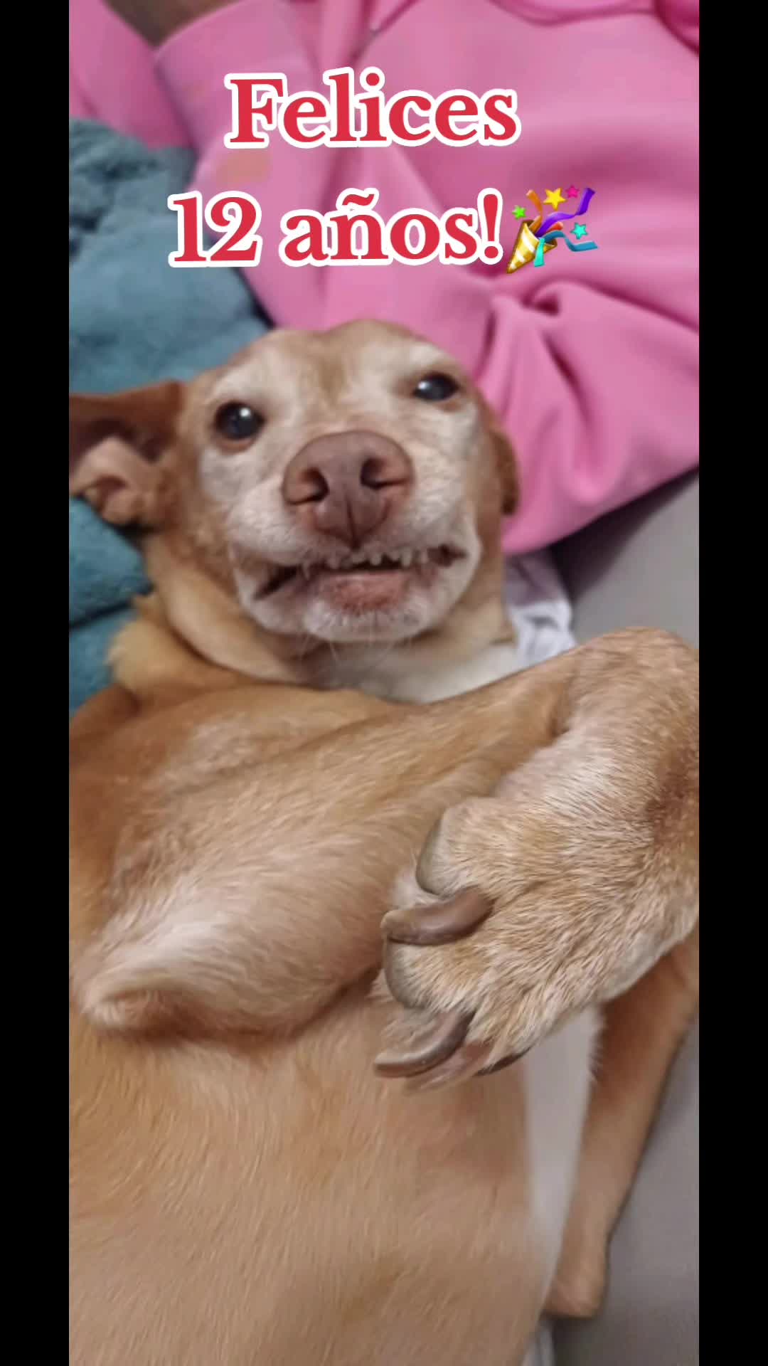 @Guffy_dog