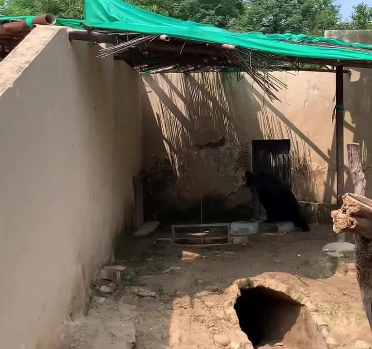 @Shahzaib Ali
