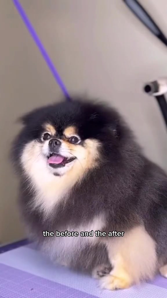 @Dogromat Pet Groomers