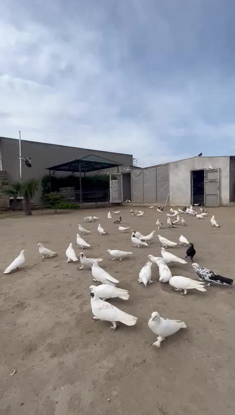 @Əhədov.111