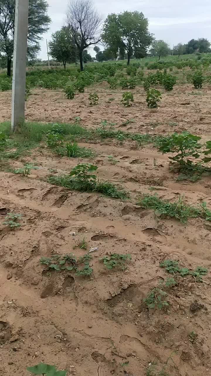 @dadri aala baba 1211