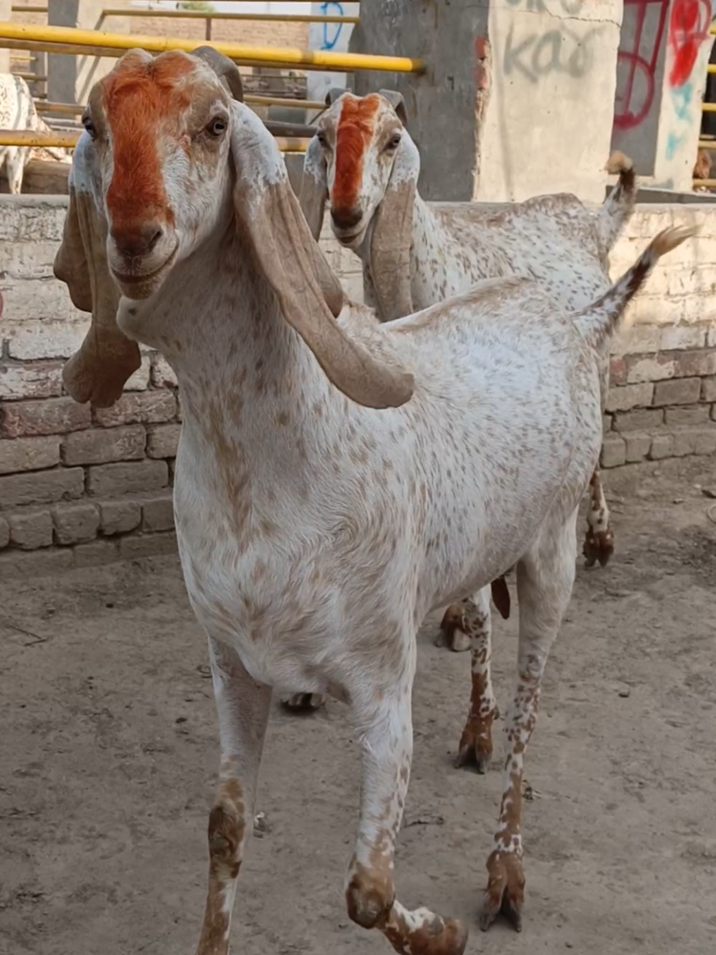 @AHMED GOAT CORNER 🐐🇵🇰