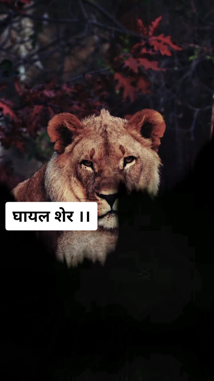 @Shamli (UP 19)