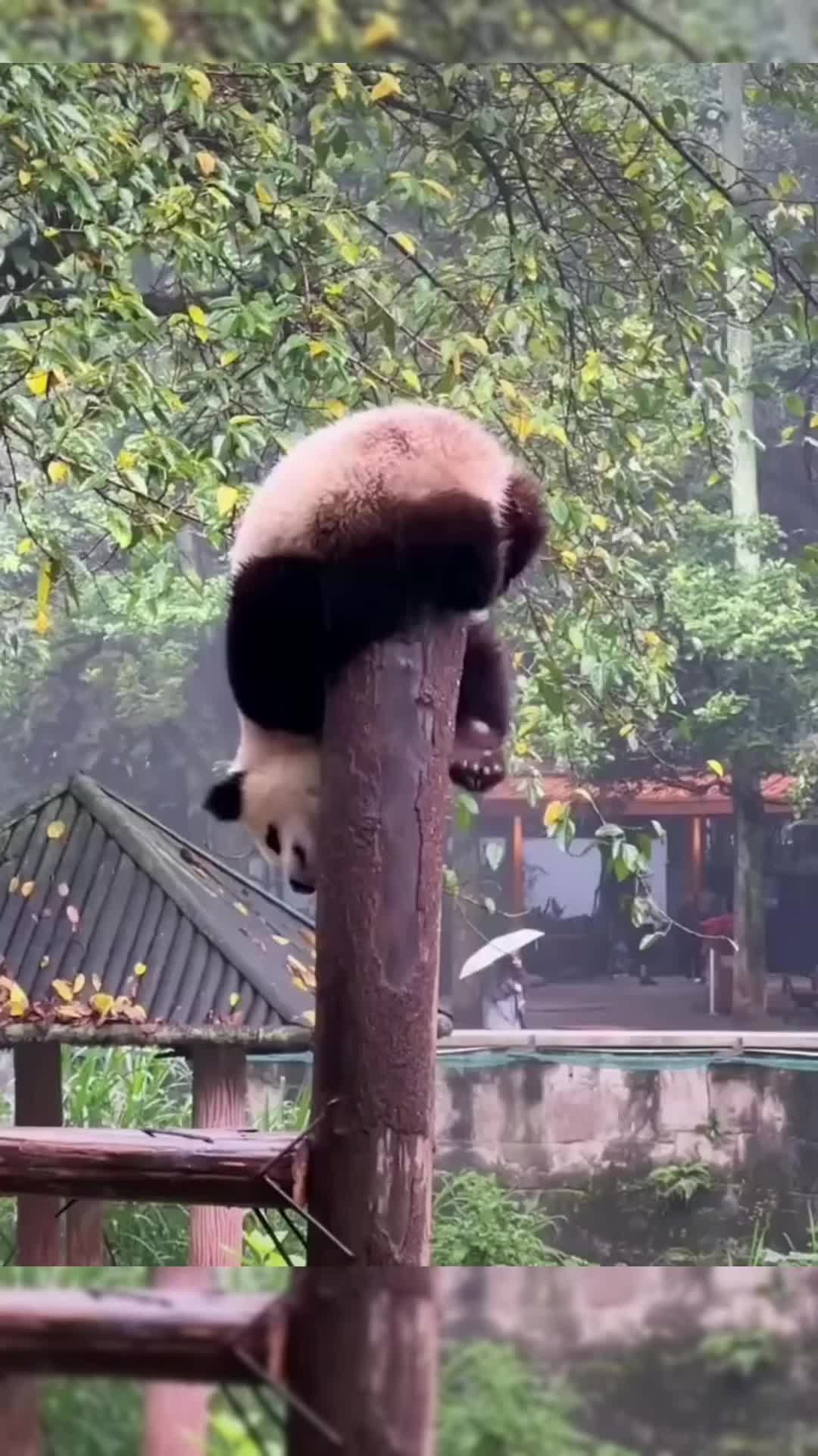 @meowhhcdntb