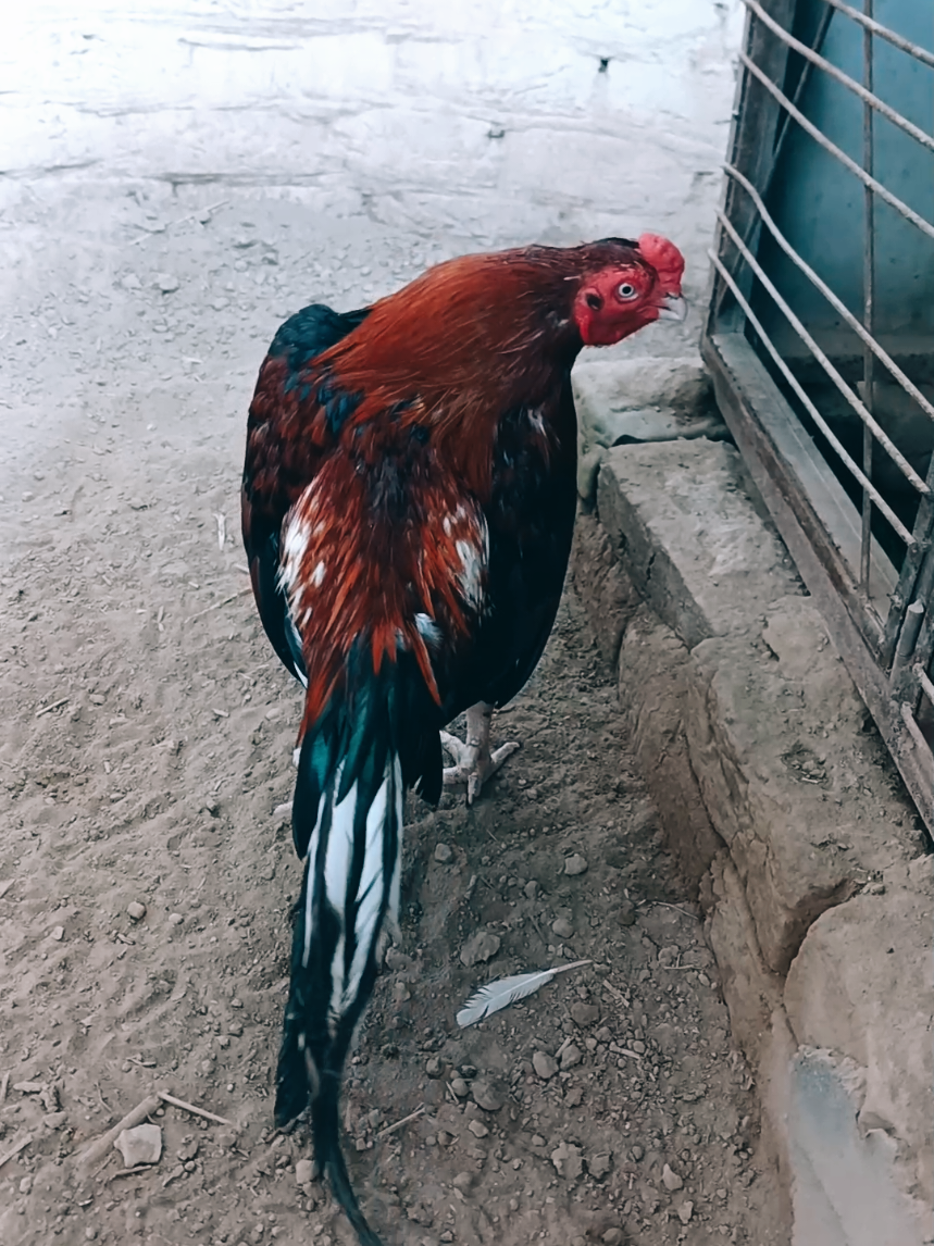 @Sajjad Aseel Farm