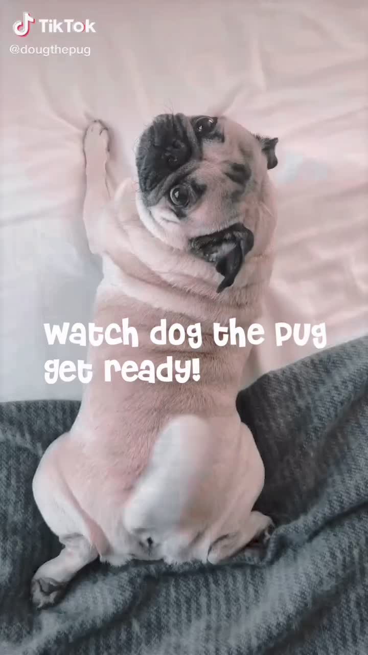 @Pugszys