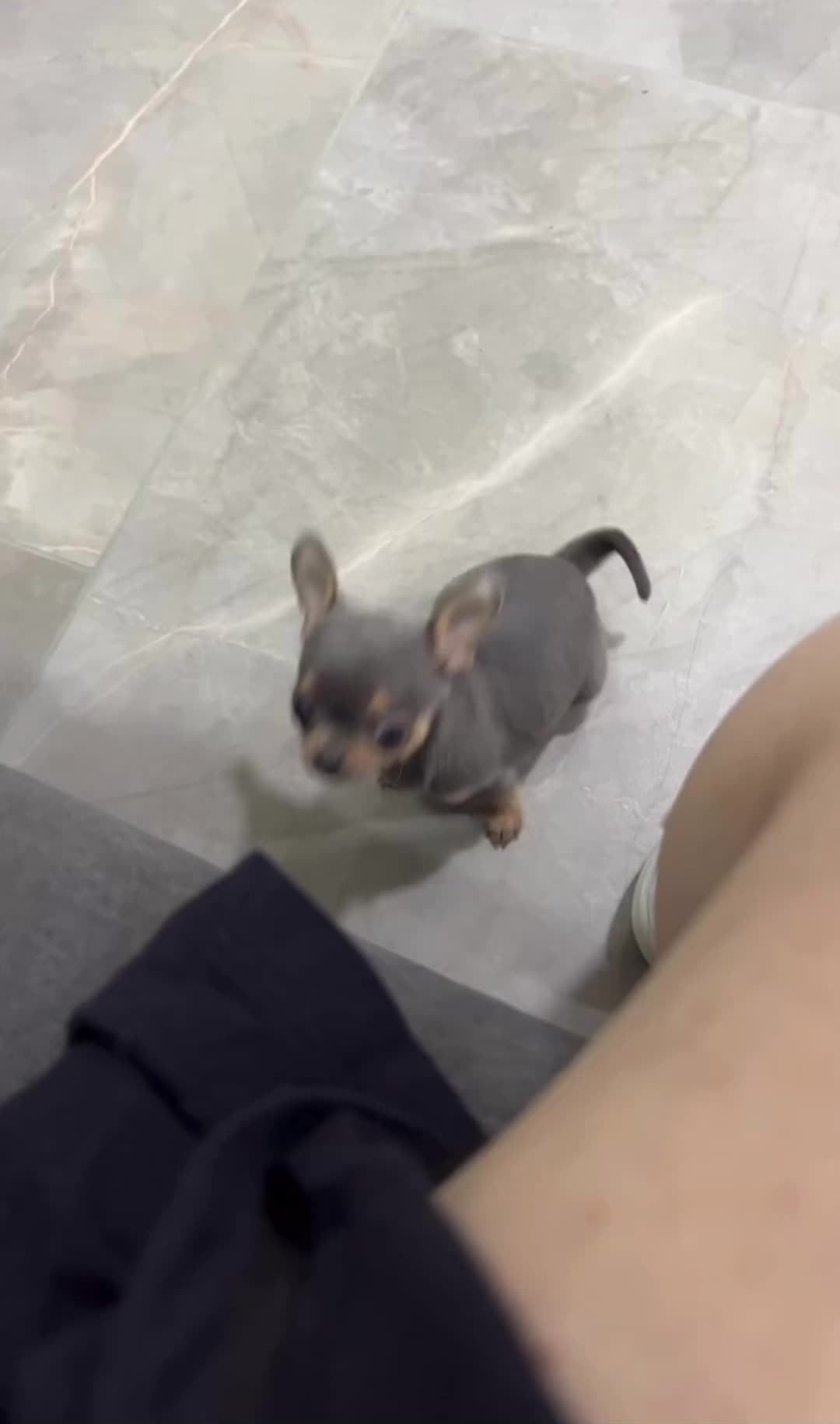 @PUPPIES25•COM