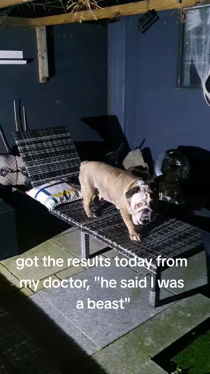 @bulldogCoco