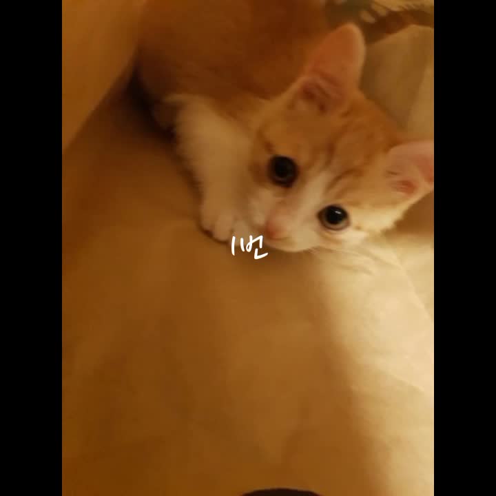 @전토끼씌