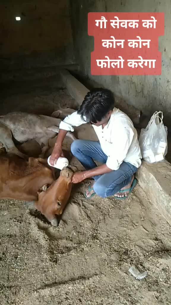 @sainiajeet390