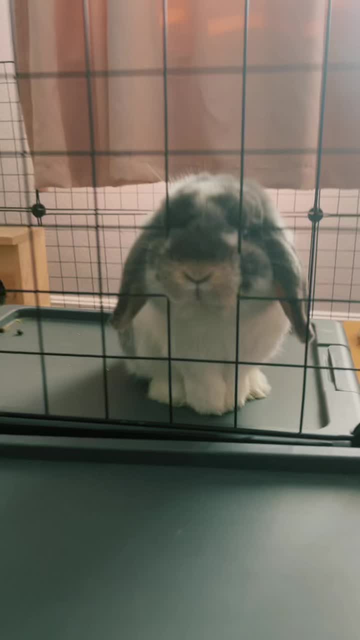 @BunBun and BaeBae