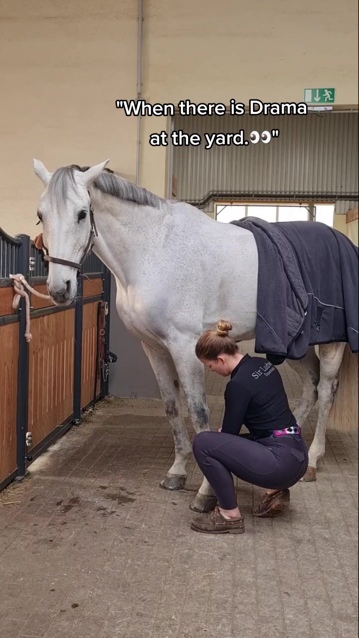 @Sir Ludwig Equestrian