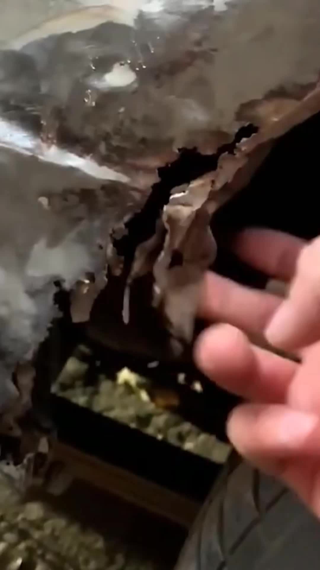 @nguyesax8gt
