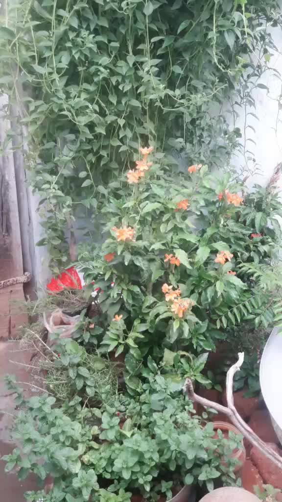 @chinnu bangaram