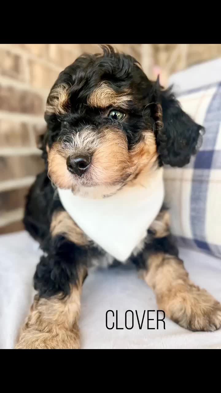 @PIA&rsquo;s Doodle Poodle Wag