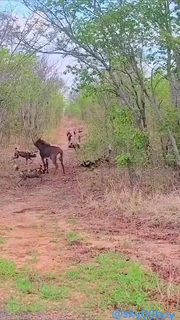 @Wild Animals