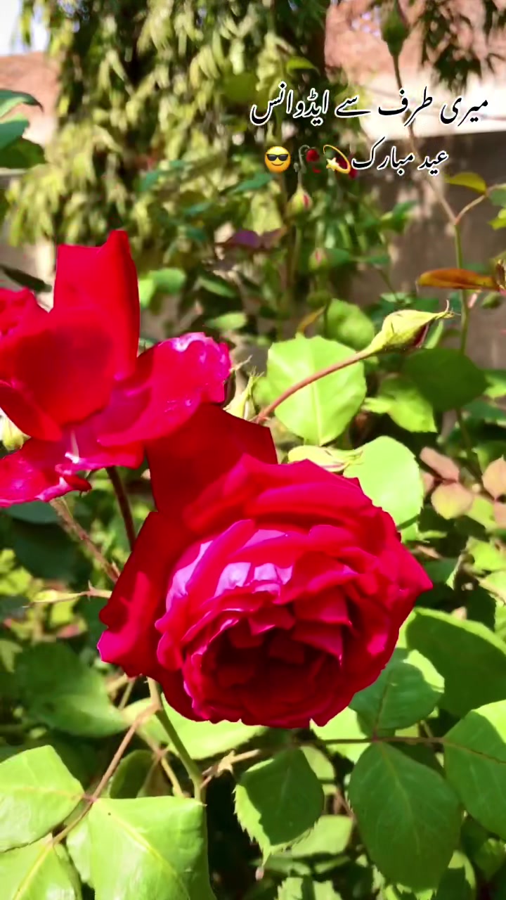@🌾🌱پنجابی کلچر 🌾🌱