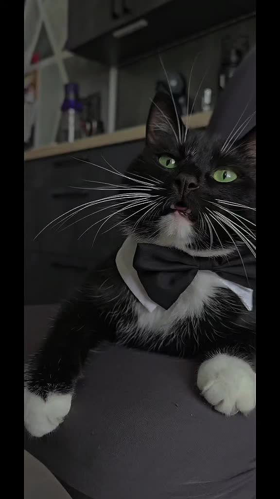 @Rodriguez & Cats ๐๐พ