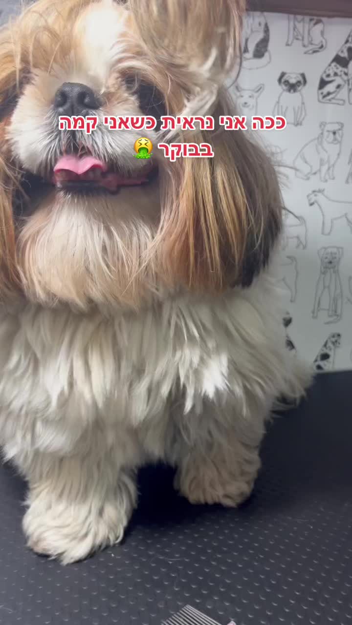 @ספר כלבים 🐩✂️