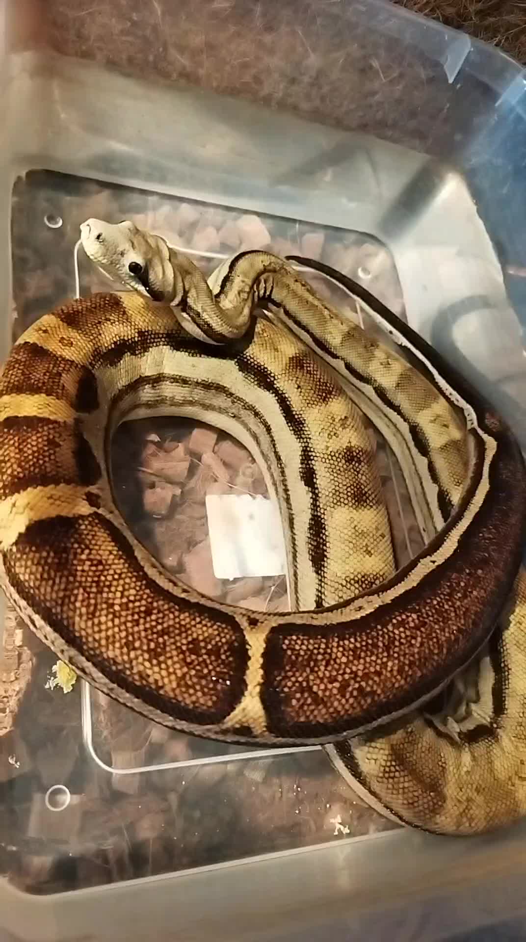 @Mycrazy🤪 animal💚🕷️ world🌏