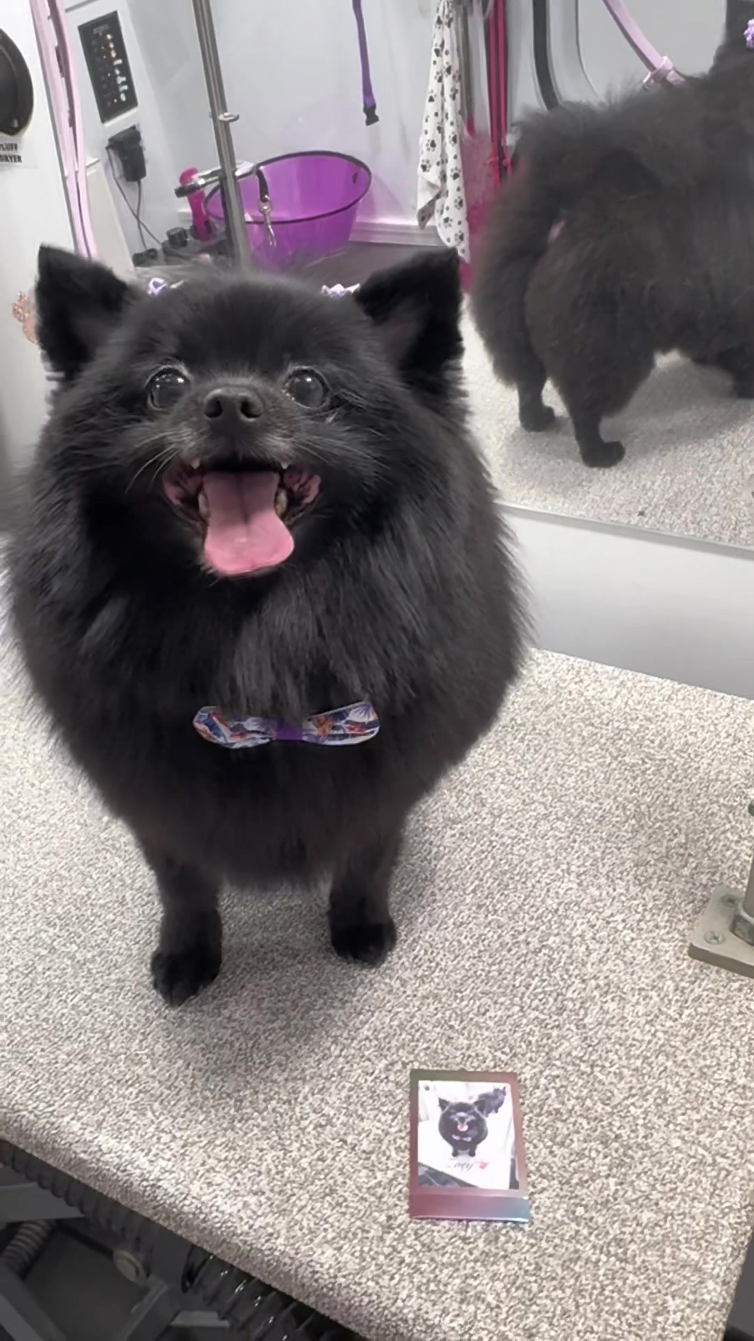 @the_Pawfectionist