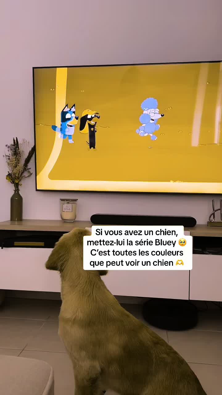 @Uggy Le Golden 🐶