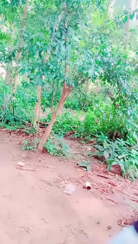 @manasi maharana