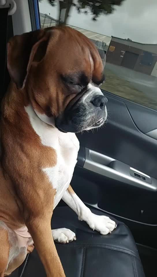 @boxerbrothers73