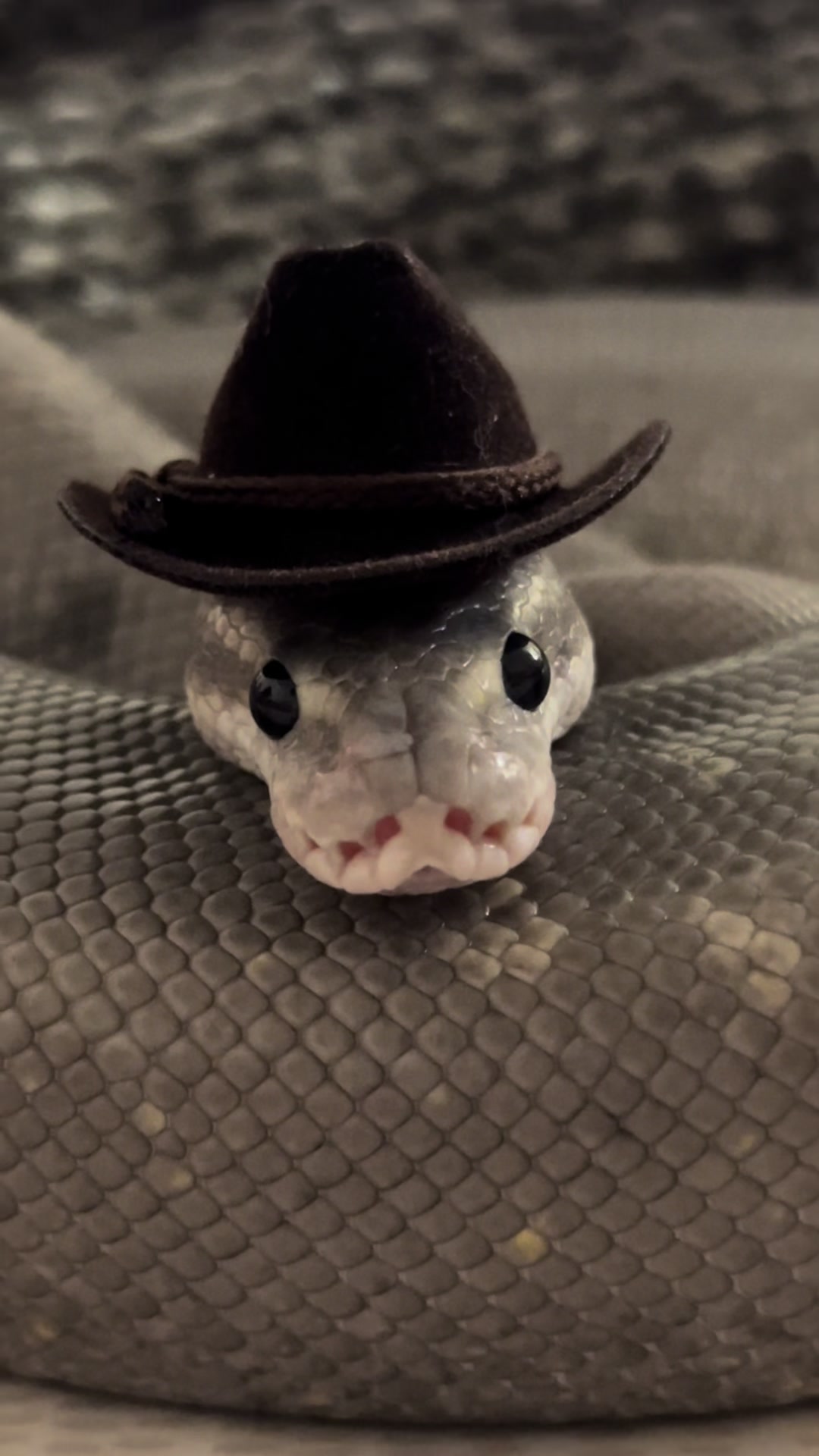 @Repti.snoot