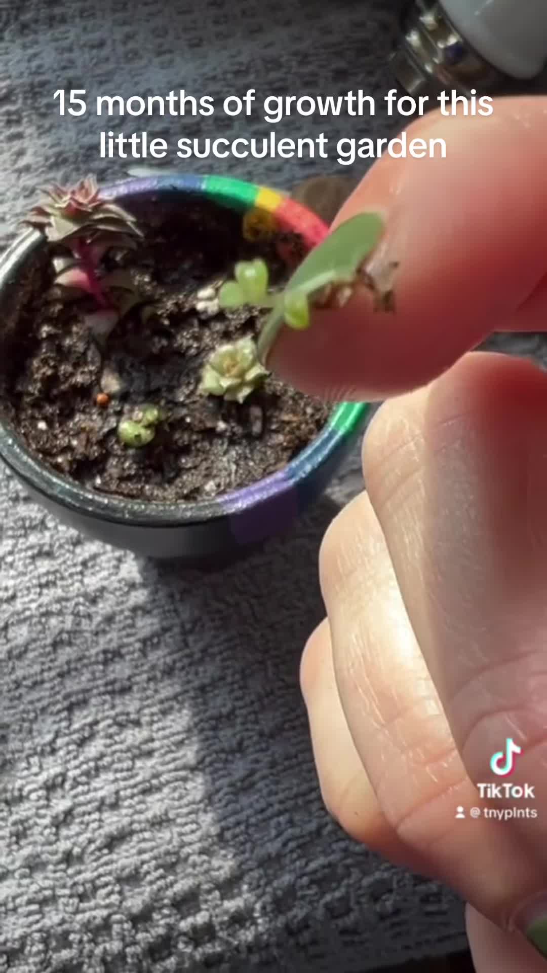 @Tiny Plants