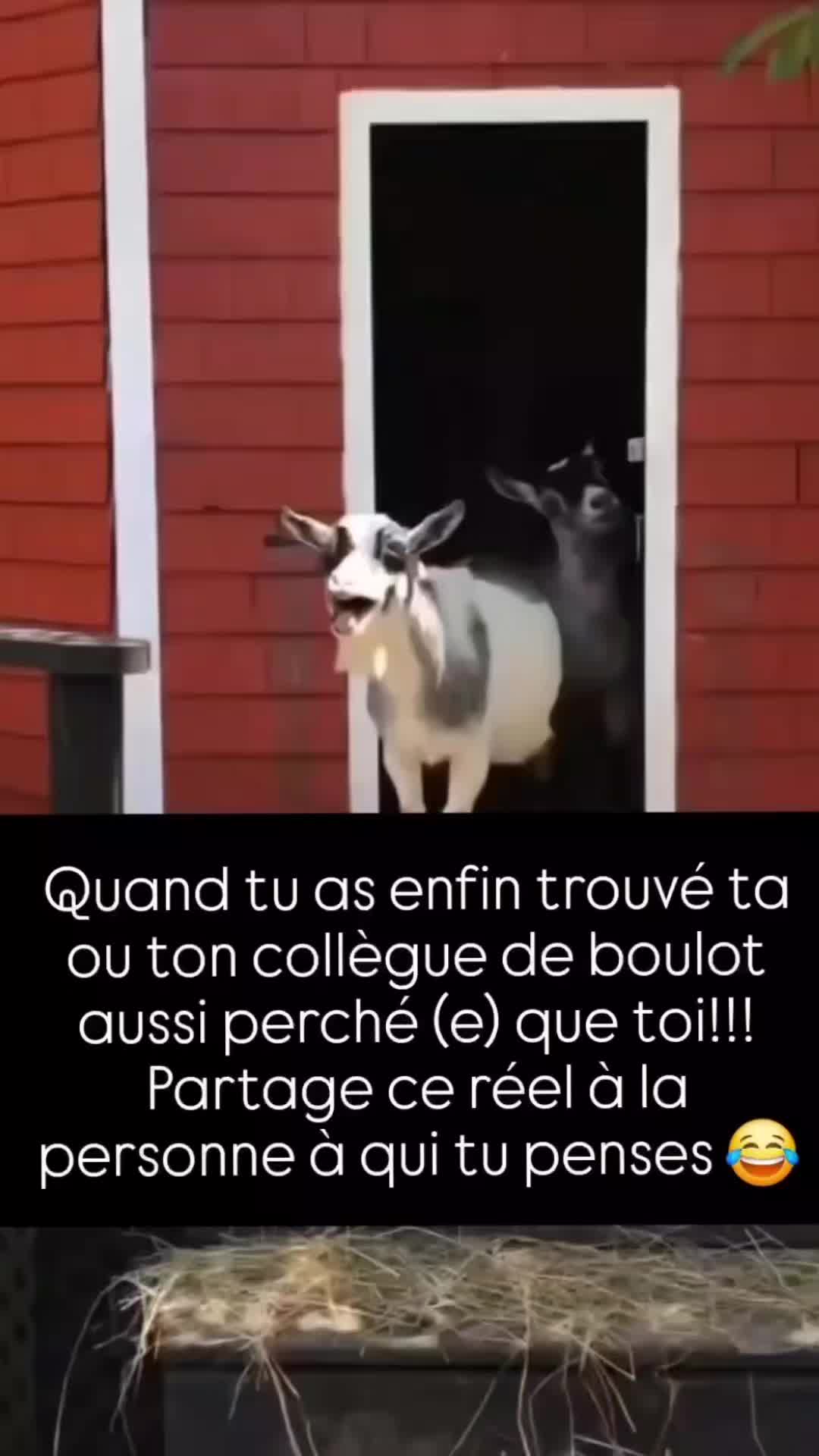 @CARO 2.0