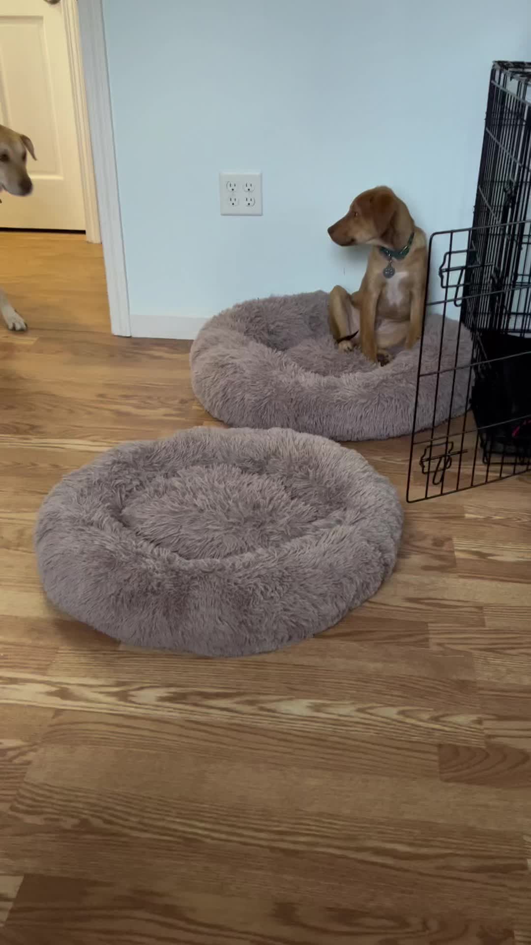 @olddoglax
