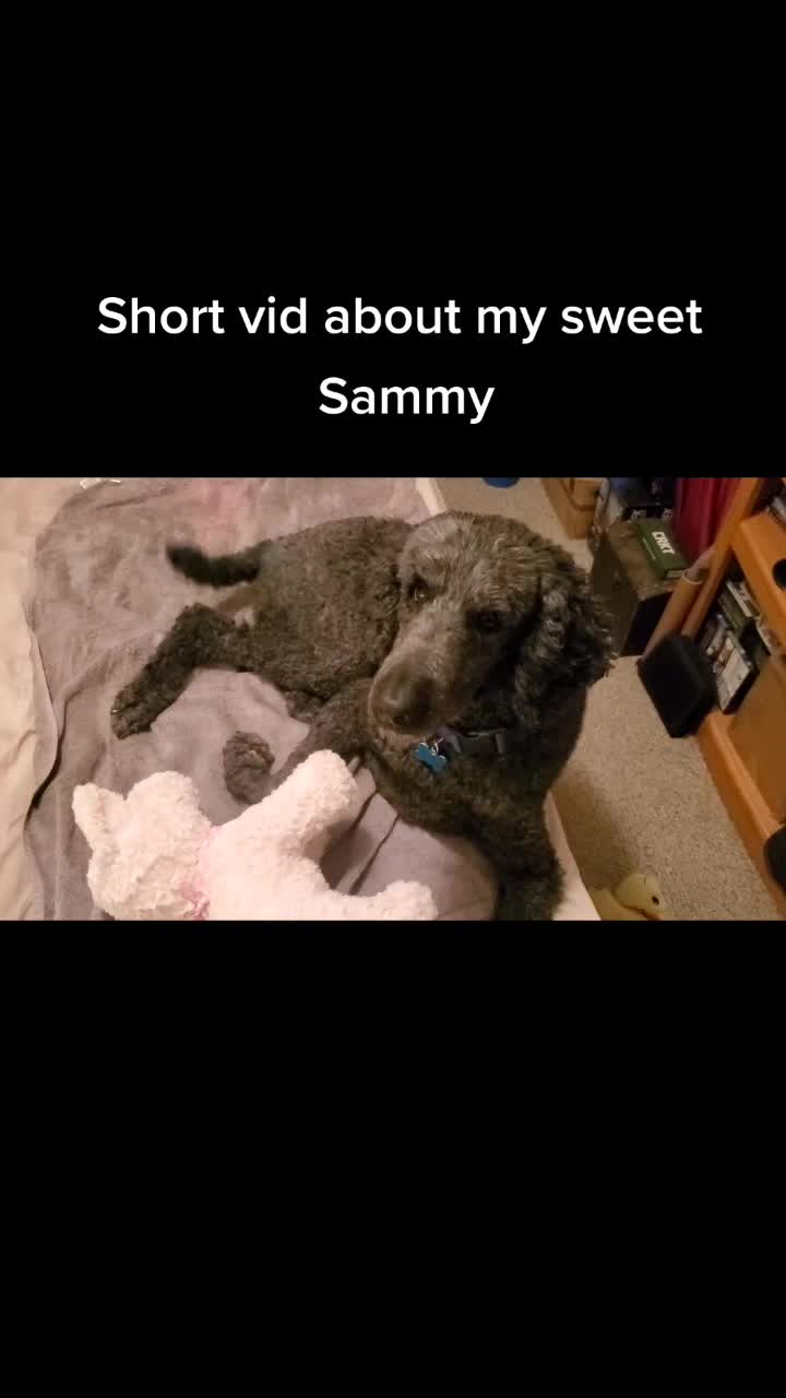 @SammyDoodle🙂