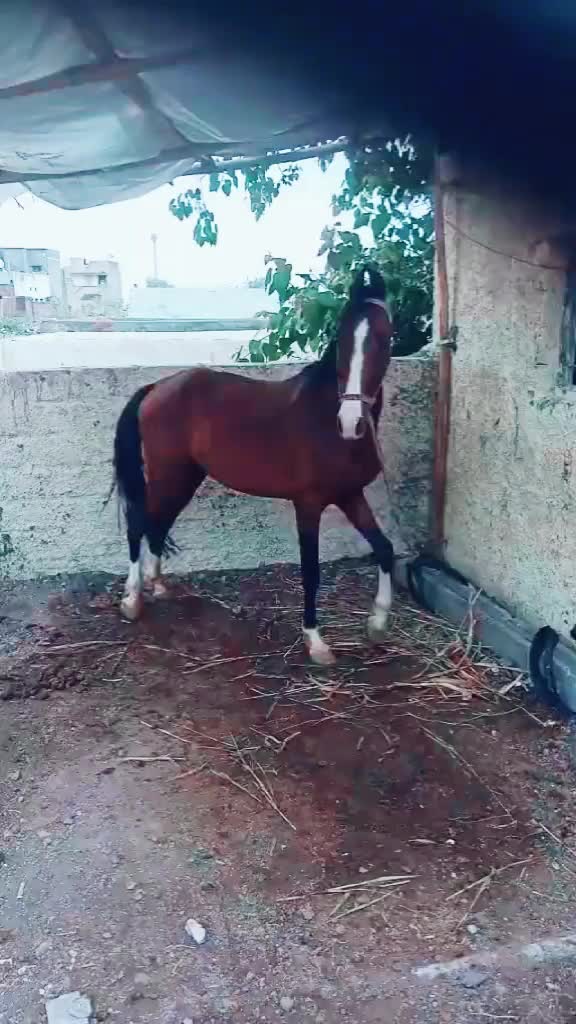 @govindo_bharvad_4600