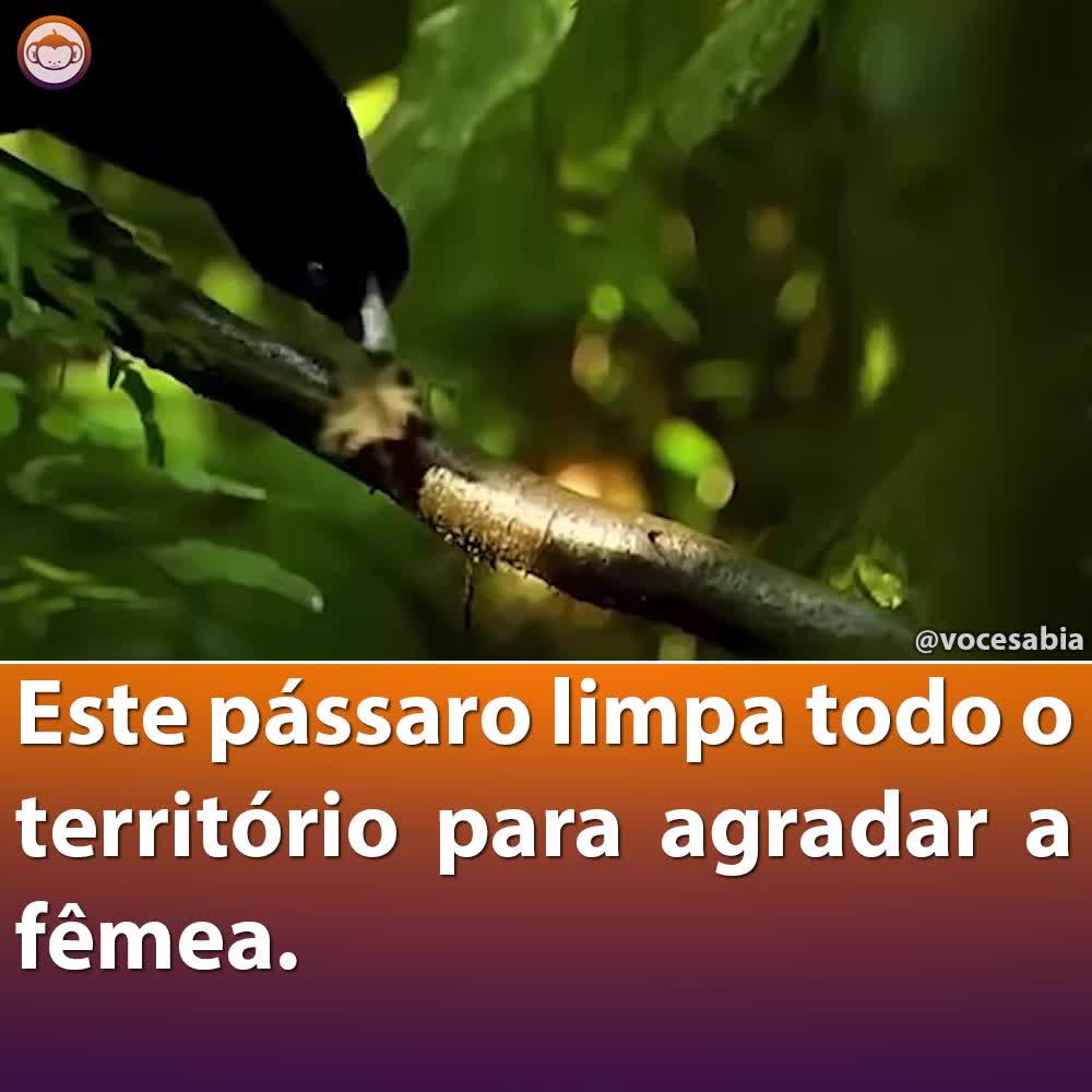 @Você Sabia?