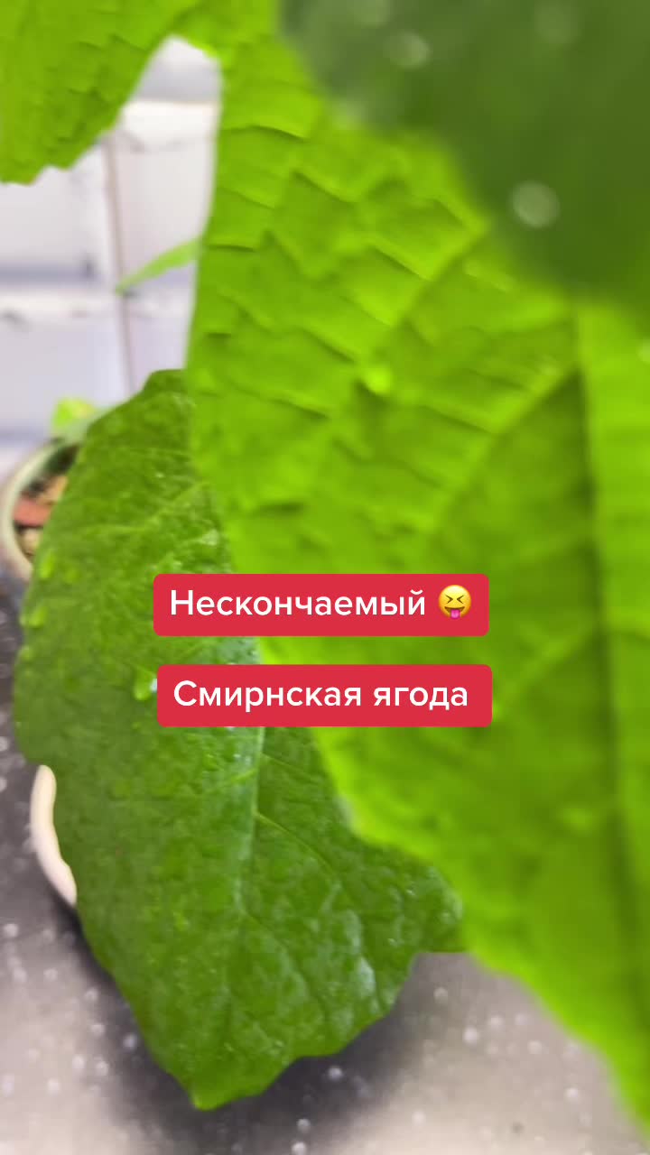@Елена 🌱 Рай можно купить