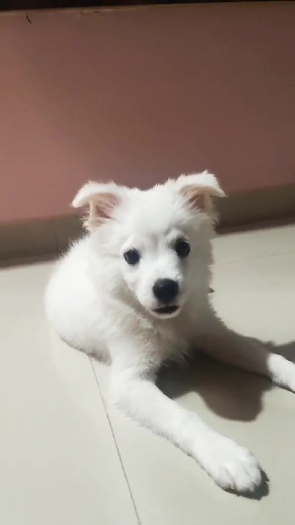 @I M TUFFY 🐶❤️