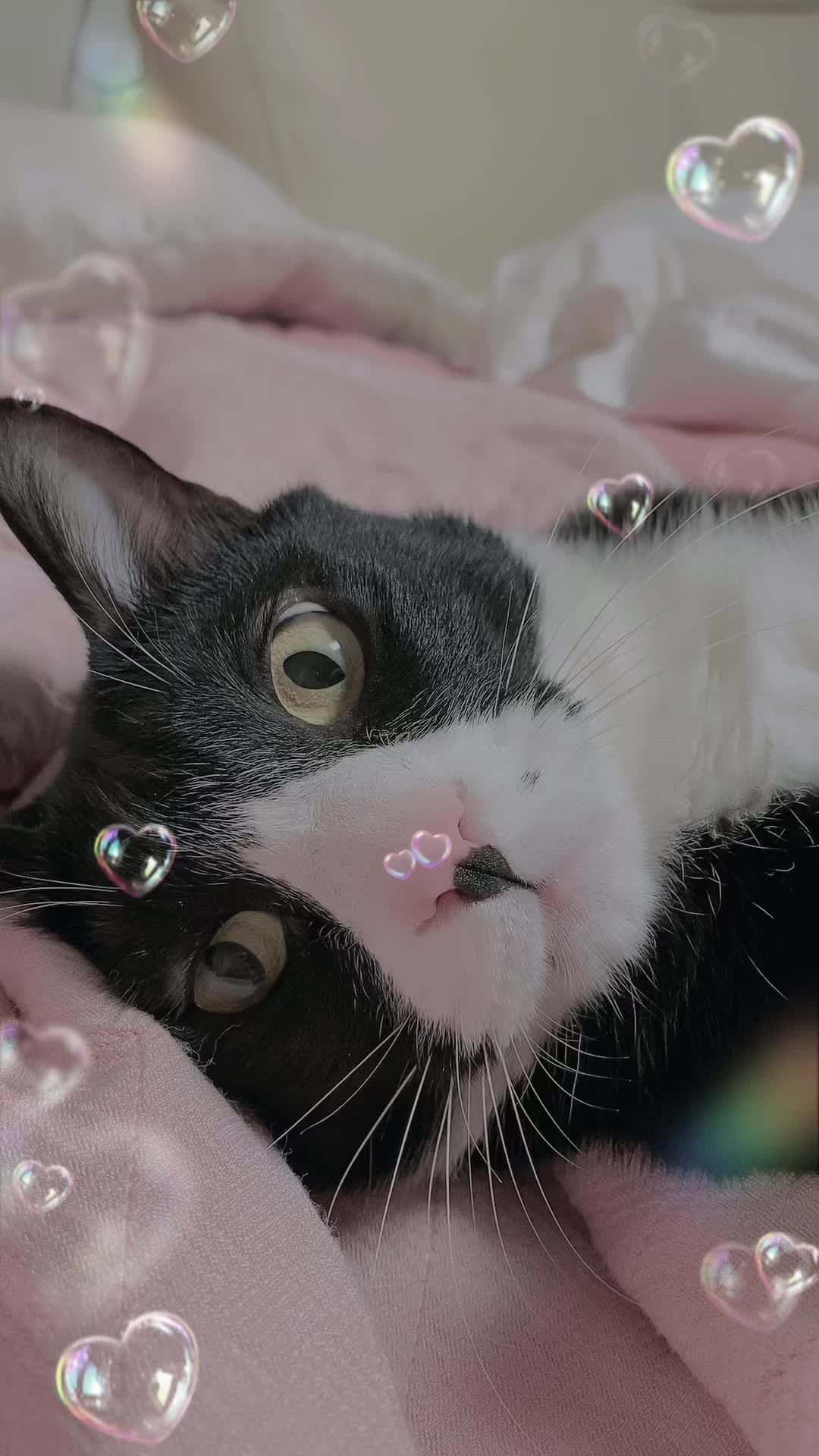 @lifewithkitty