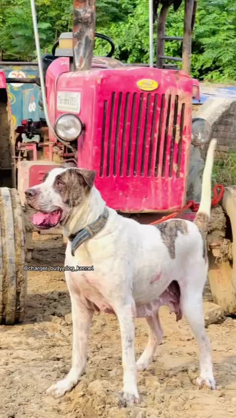 @charger bully dog kennel
