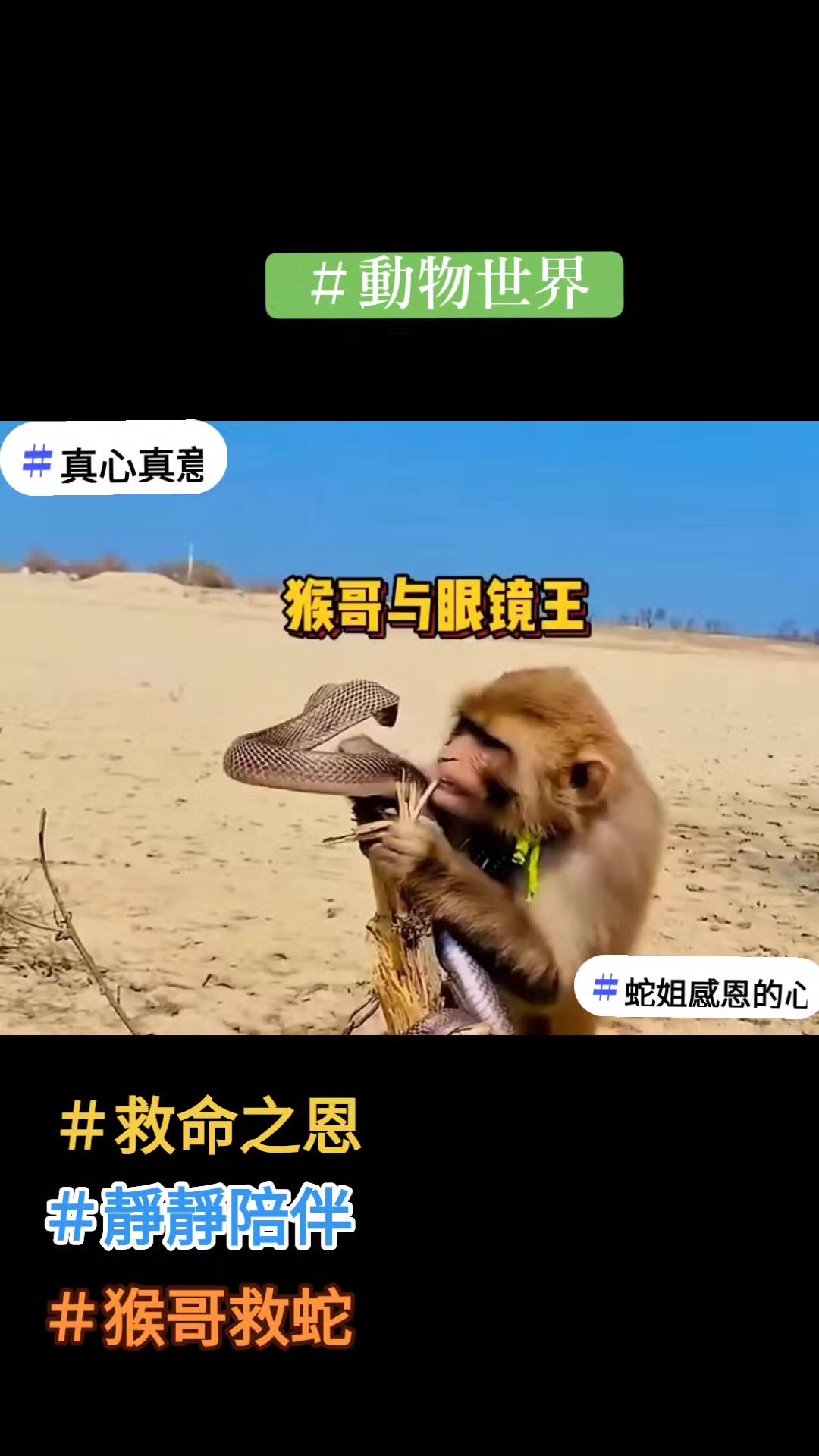 @龍寶兒在台灣