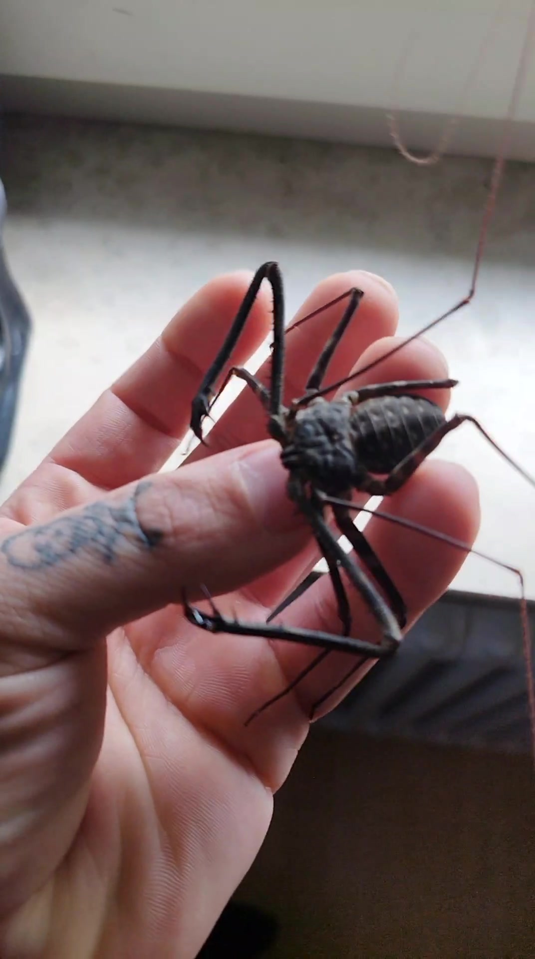 @Mycrazy🤪 animal💚🕷️ world🌏