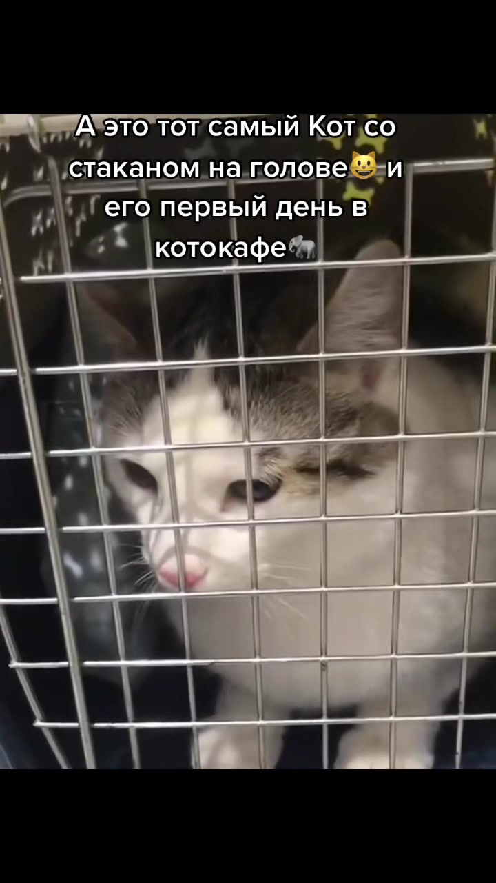 @Антошкин Кот