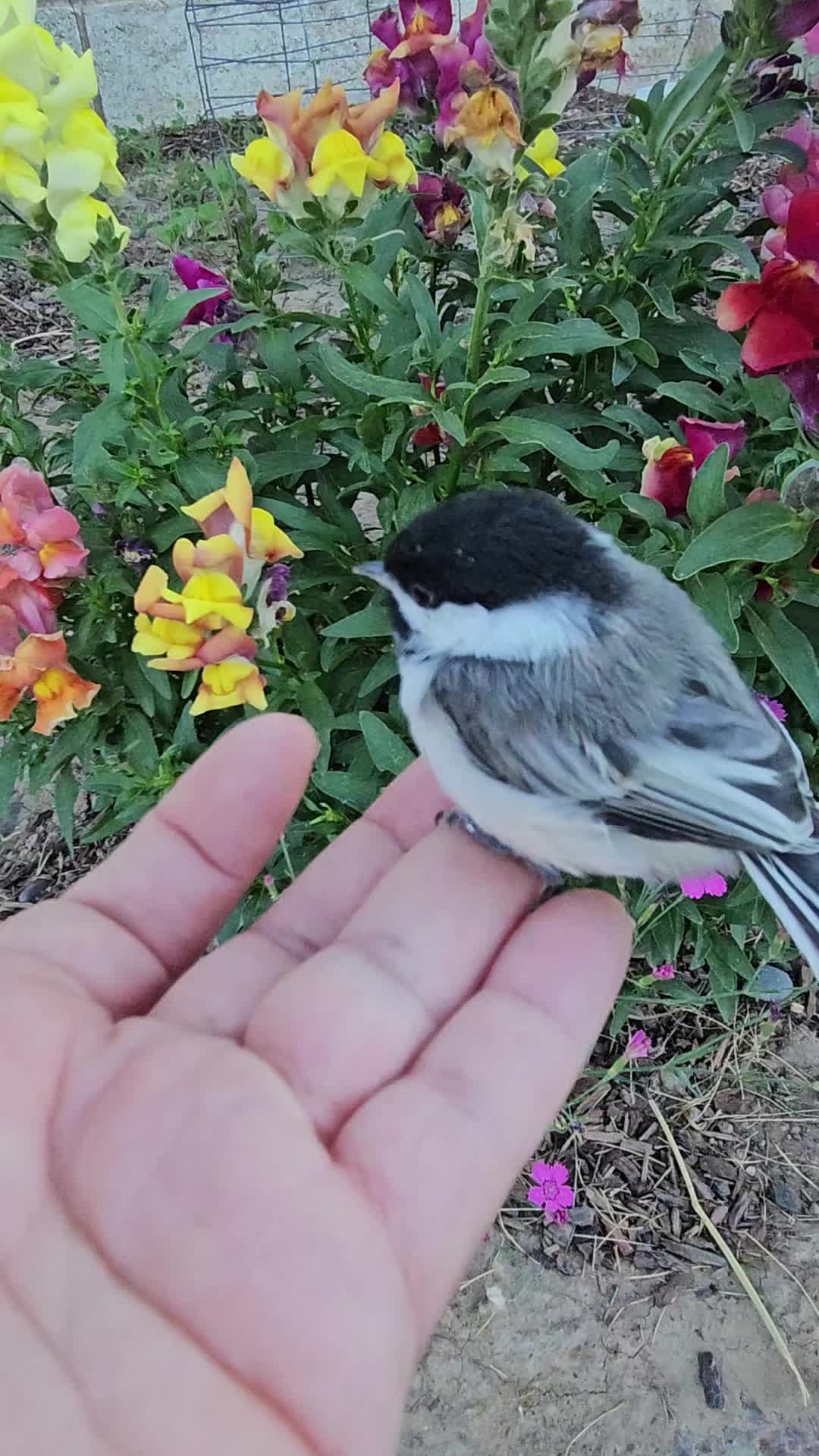 @normagenera5