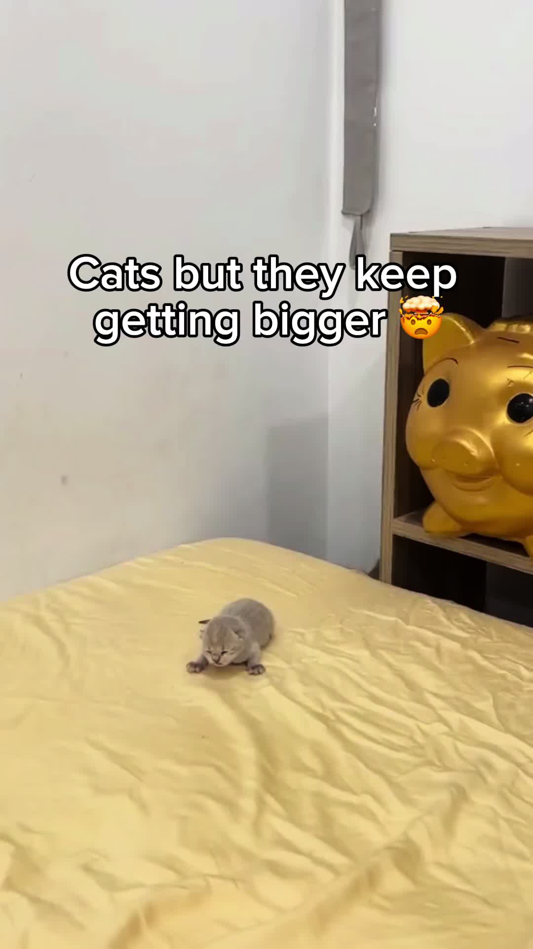 @KittenMitten