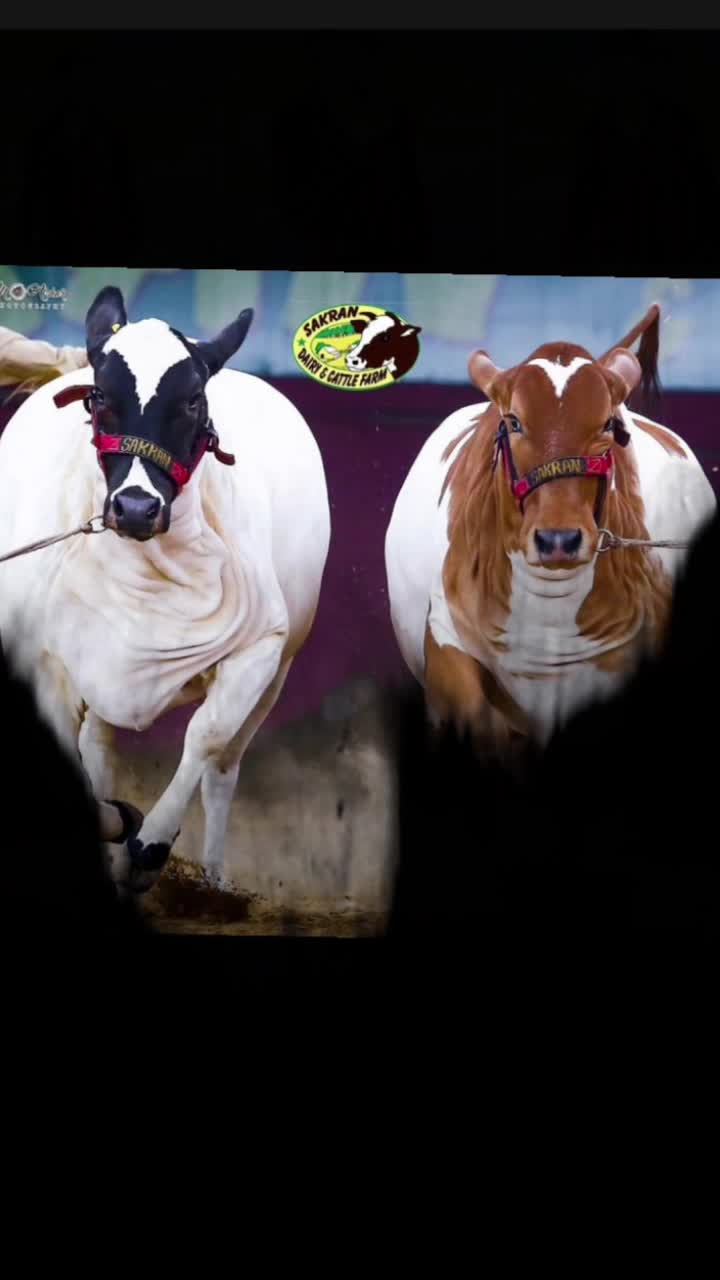 @🔥 Eid_cow 🔥