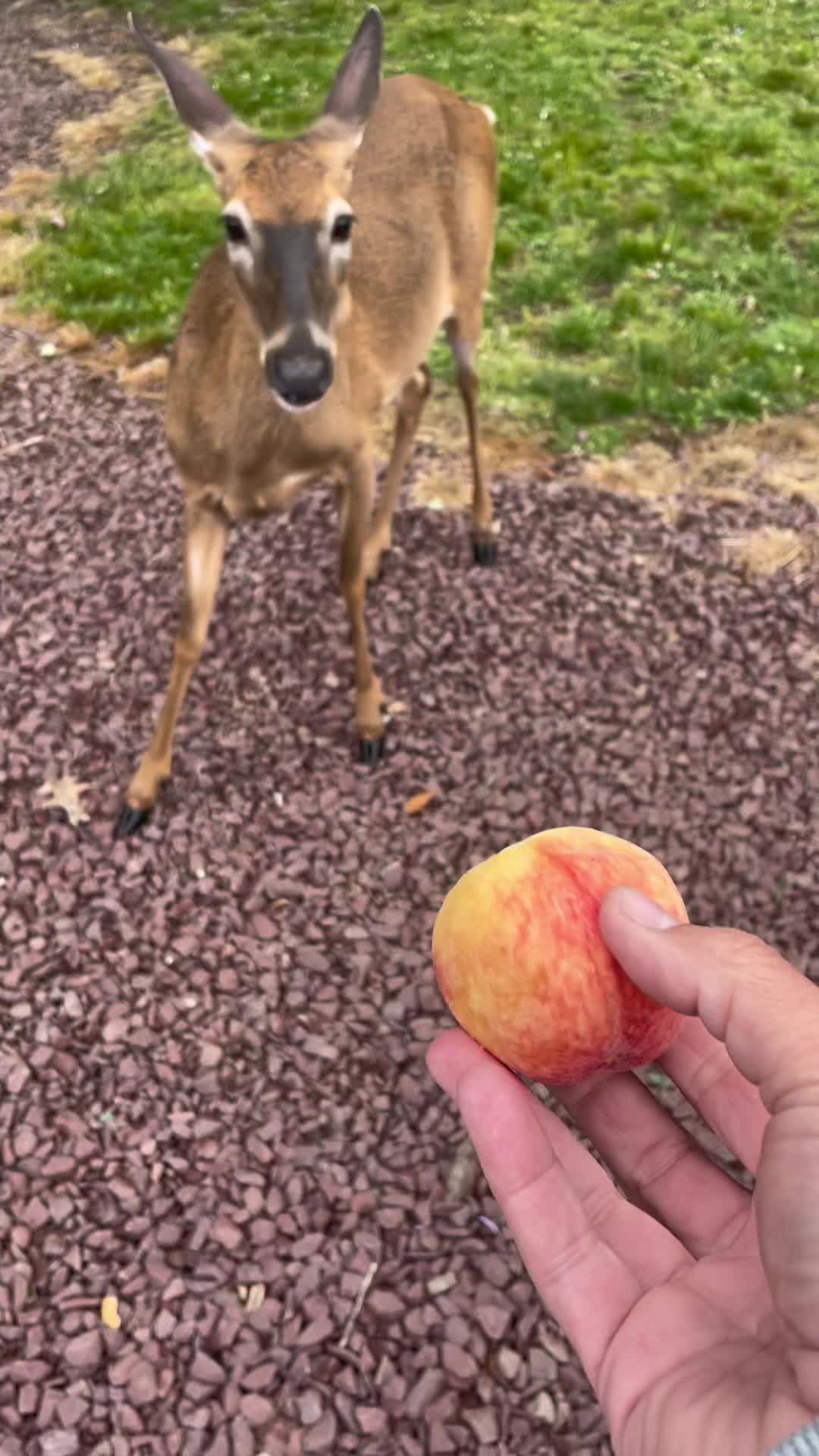 @Anita 🦌🌳