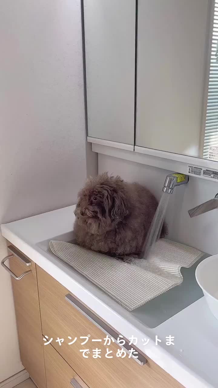 @скрр пау пау