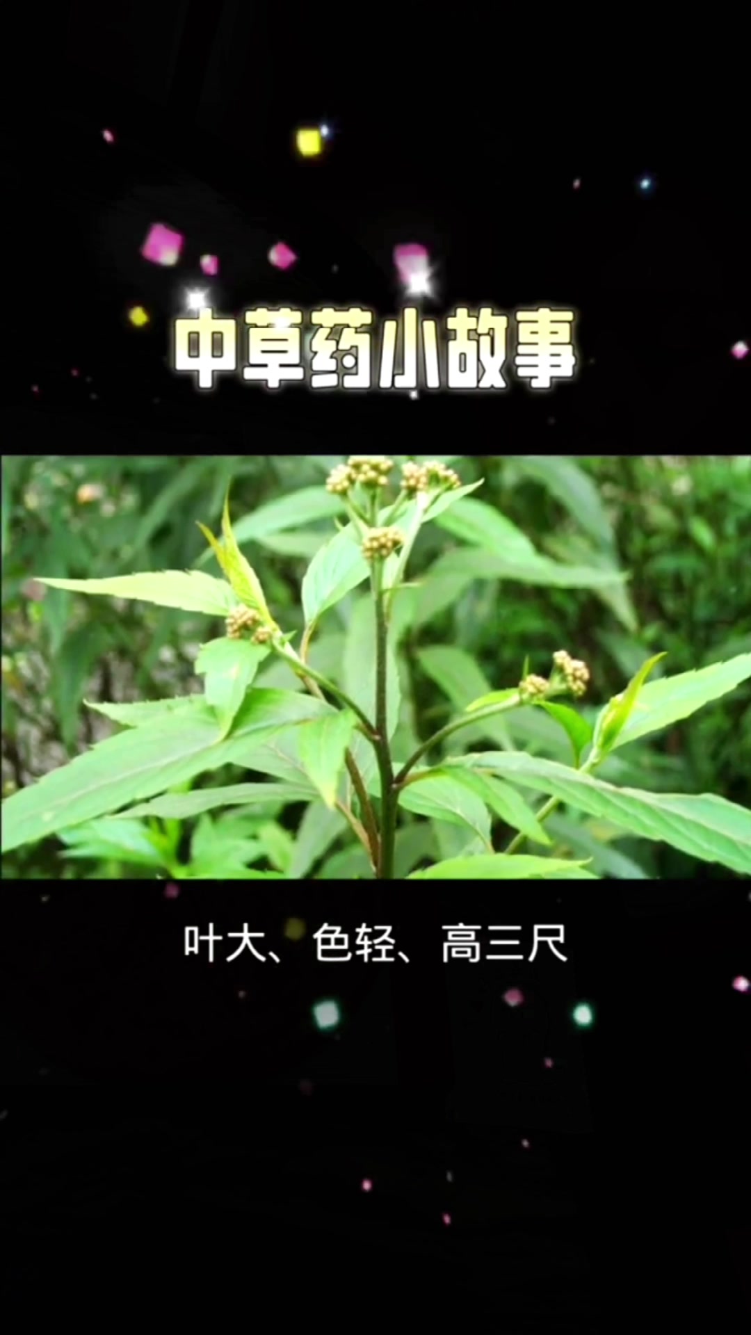 @laotang中医世家
